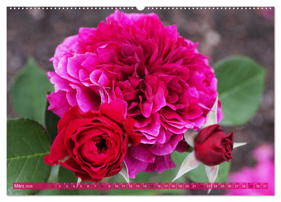 Verlockende Rosenpracht (CALVENDO Premium Wandkalender 2026)