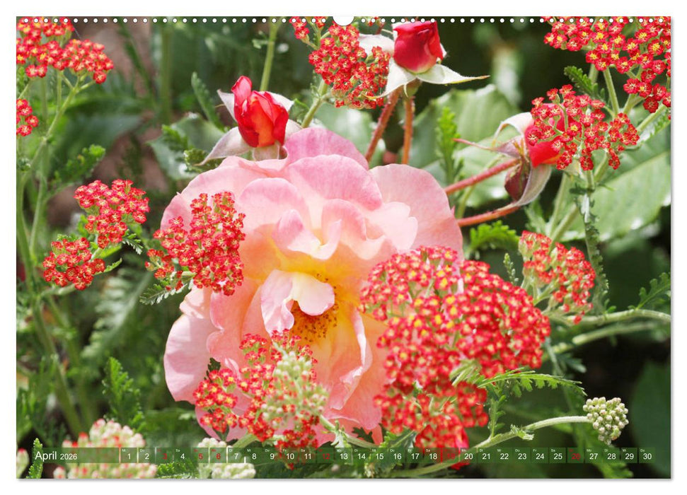 Verlockende Rosenpracht (CALVENDO Premium Wandkalender 2026)
