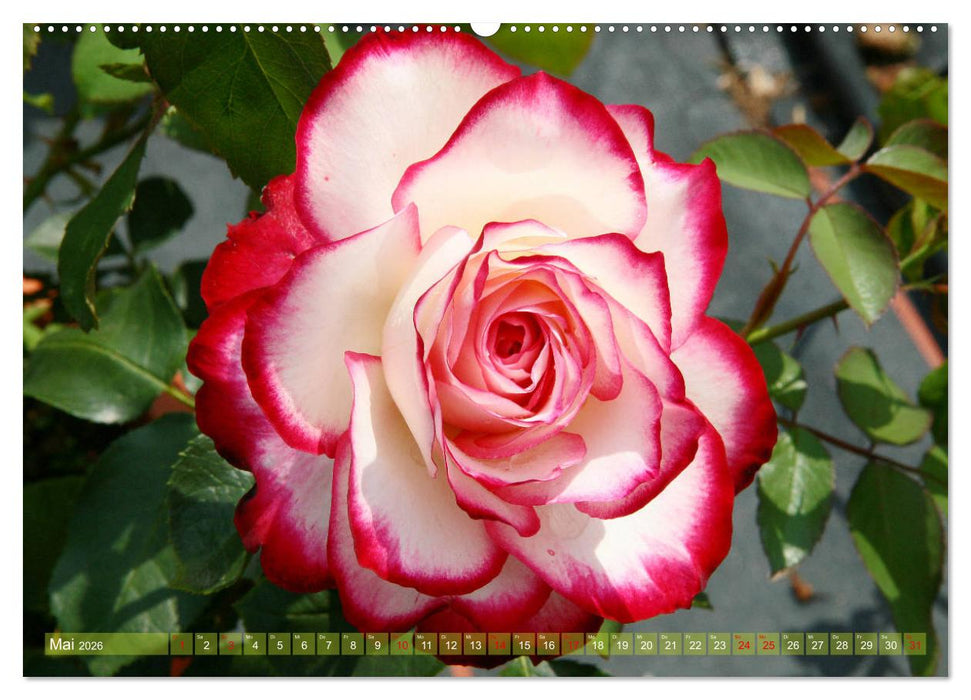 Verlockende Rosenpracht (CALVENDO Premium Wandkalender 2026)