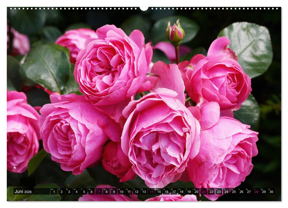 Verlockende Rosenpracht (CALVENDO Premium Wandkalender 2026)