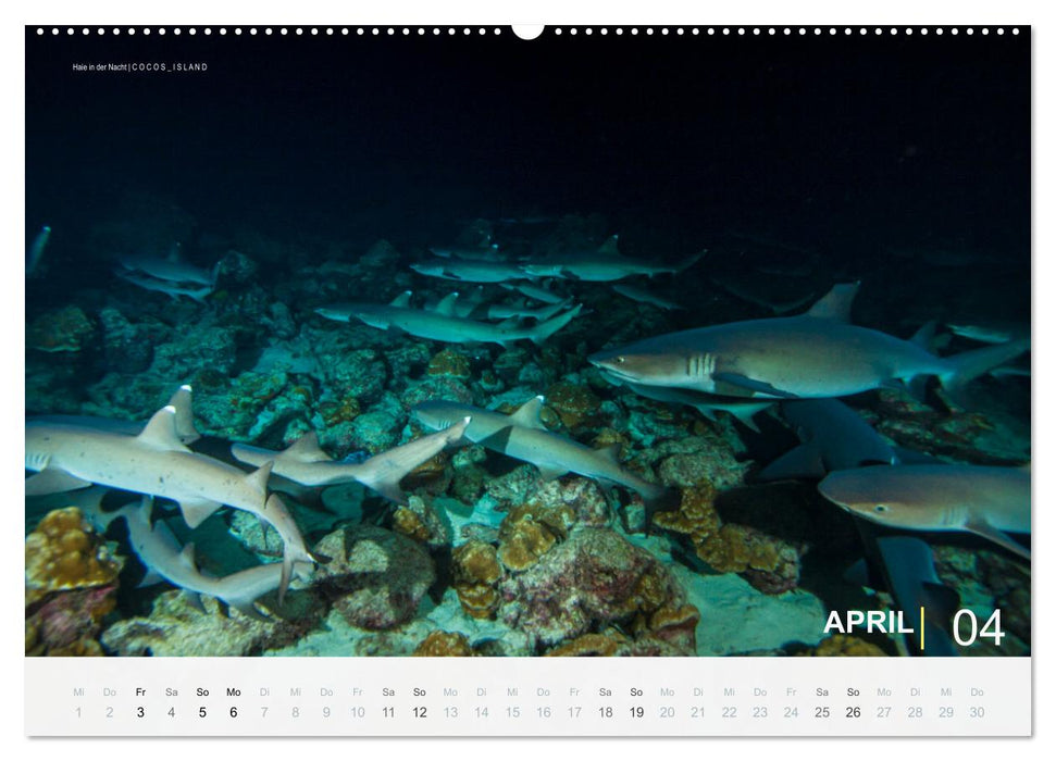 Haie in der Nacht (CALVENDO Wandkalender 2026)