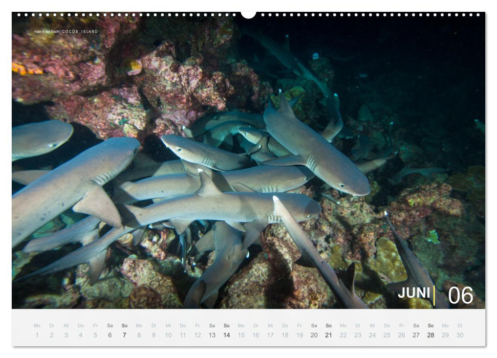 Haie in der Nacht (CALVENDO Wandkalender 2026)