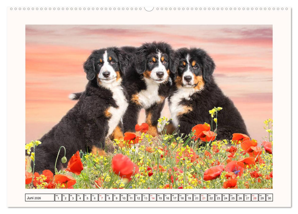 Berner Sennenhunde - Träumereien (CALVENDO Premium Wandkalender 2026)
