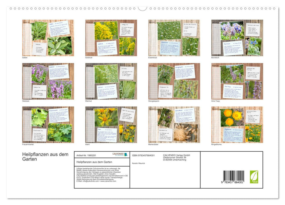 Heilpflanzen aus dem Garten (CALVENDO Premium Wandkalender 2026)