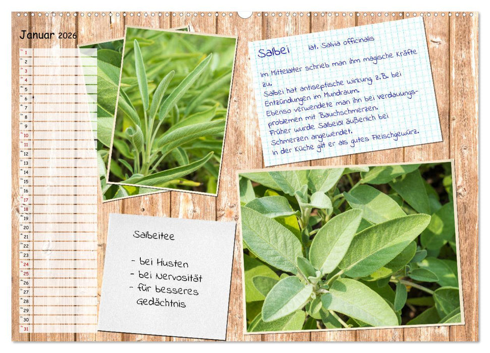 Heilpflanzen aus dem Garten (CALVENDO Premium Wandkalender 2026)