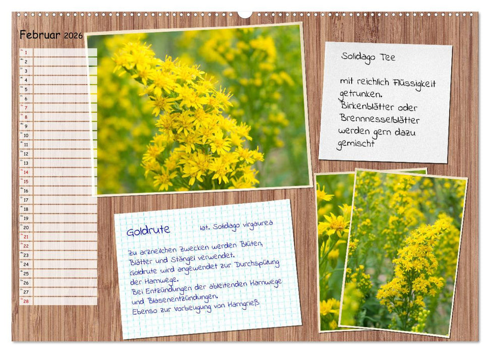 Heilpflanzen aus dem Garten (CALVENDO Premium Wandkalender 2026)