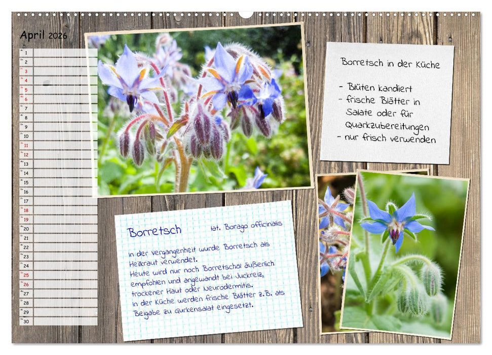 Heilpflanzen aus dem Garten (CALVENDO Premium Wandkalender 2026)