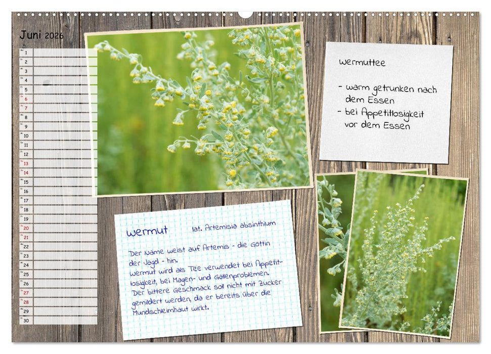 Heilpflanzen aus dem Garten (CALVENDO Premium Wandkalender 2026)