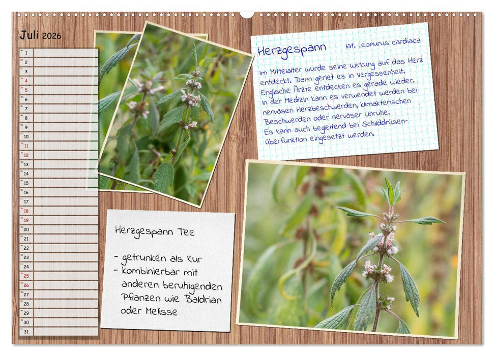 Heilpflanzen aus dem Garten (CALVENDO Premium Wandkalender 2026)