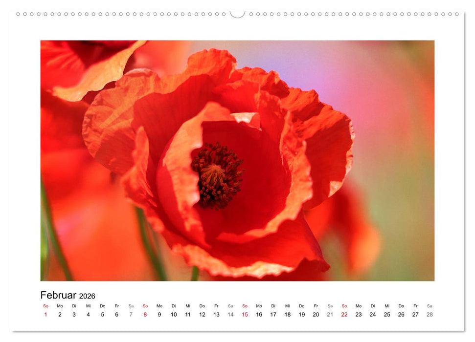 Mohn, zarte Blüten, starke Farben (CALVENDO Premium Wandkalender 2026)