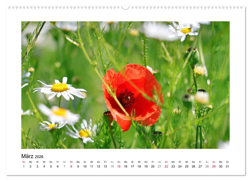 Mohn, zarte Blüten, starke Farben (CALVENDO Premium Wandkalender 2026)