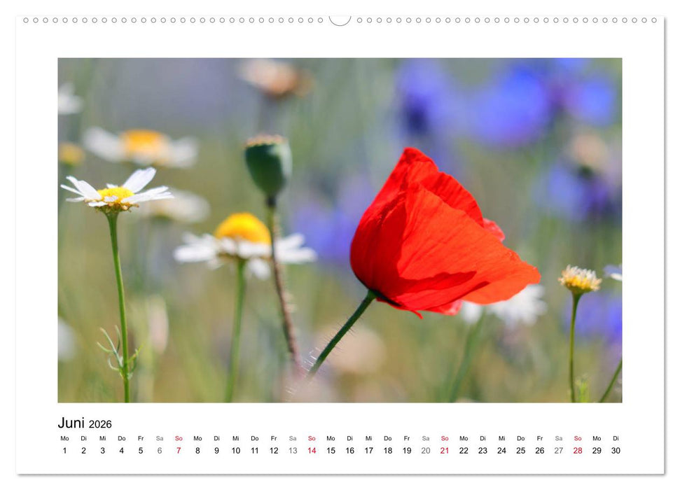 Mohn, zarte Blüten, starke Farben (CALVENDO Premium Wandkalender 2026)