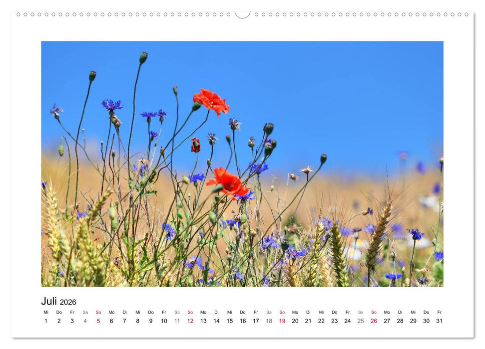 Mohn, zarte Blüten, starke Farben (CALVENDO Premium Wandkalender 2026)