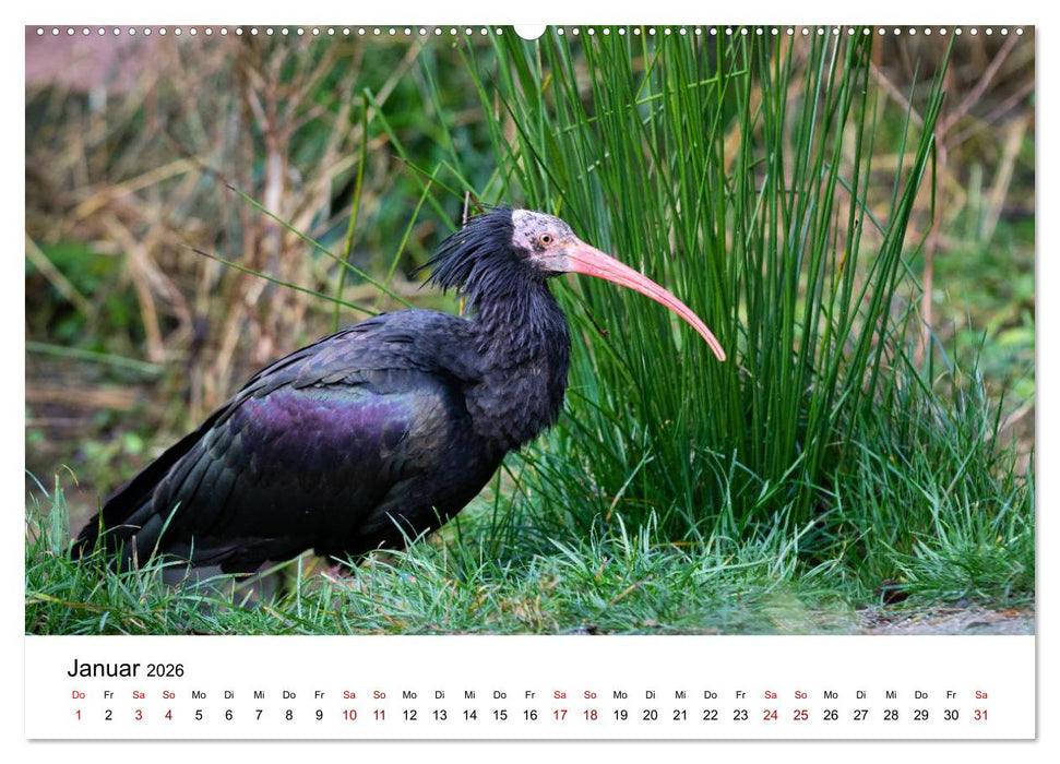 Der Waldrapp - Ein skurriler Vogel (CALVENDO Premium Wandkalender 2026)
