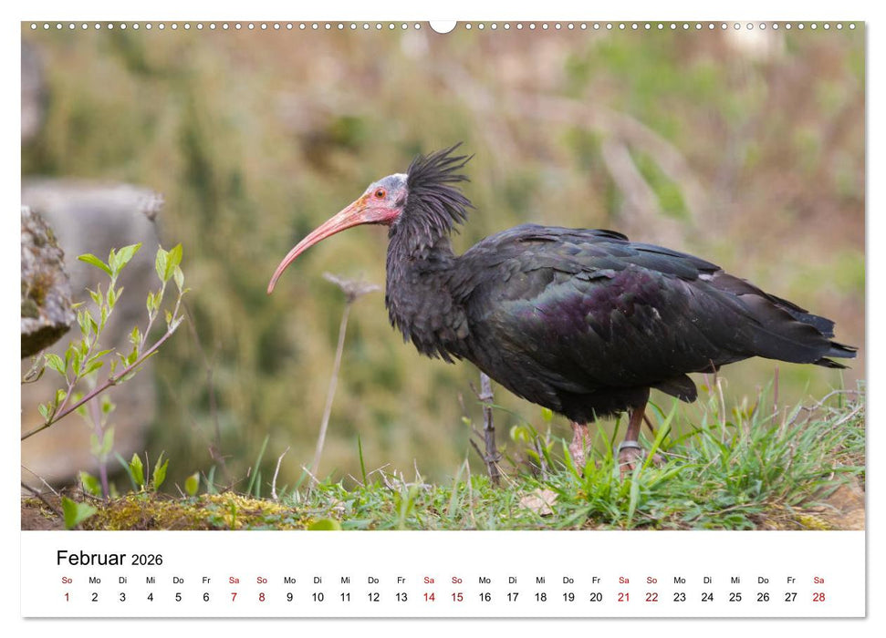 Der Waldrapp - Ein skurriler Vogel (CALVENDO Premium Wandkalender 2026)