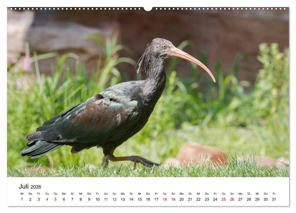 Der Waldrapp - Ein skurriler Vogel (CALVENDO Premium Wandkalender 2026)