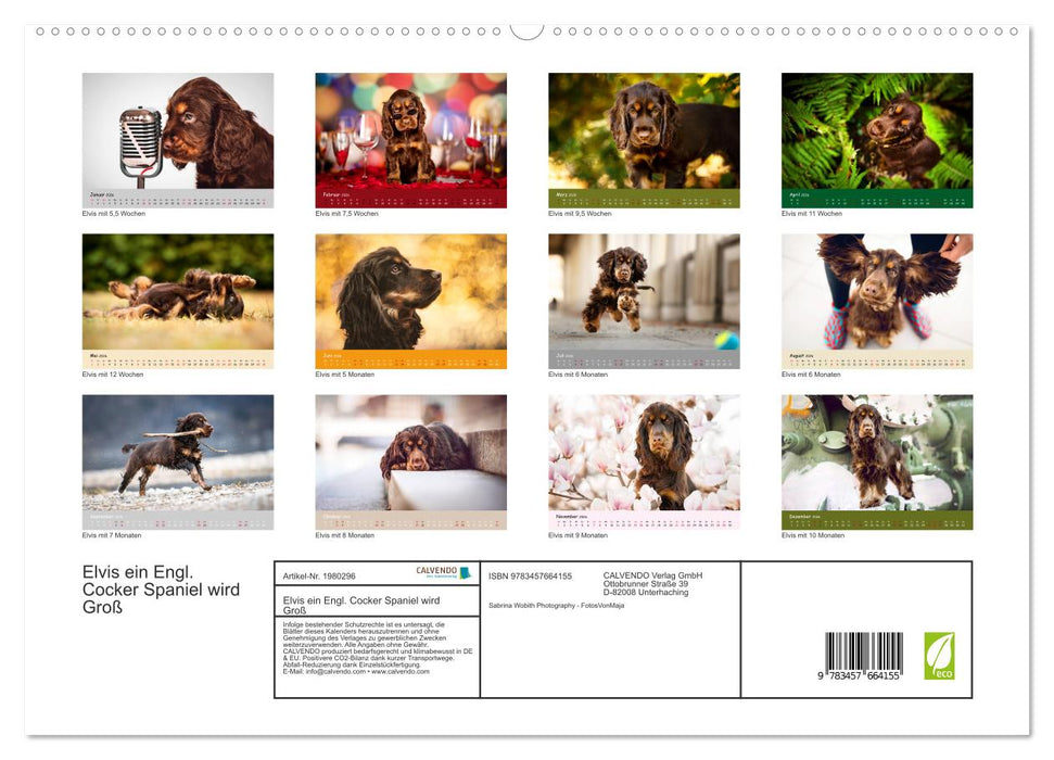 Elvis ein Engl. Cocker Spaniel wird Groß (CALVENDO Premium Wandkalender 2026)