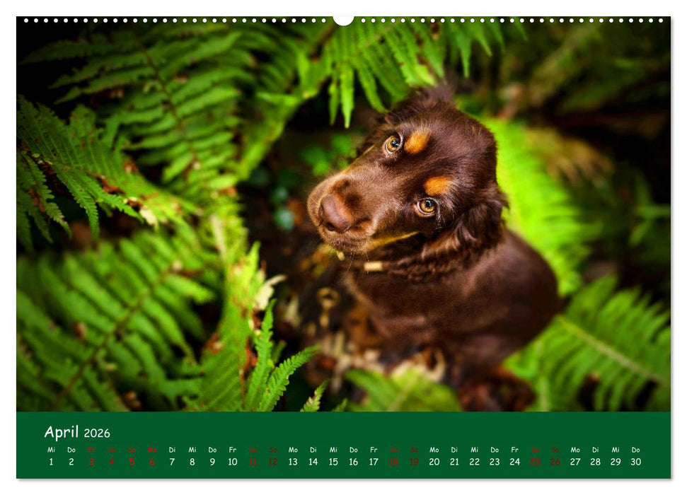 Elvis ein Engl. Cocker Spaniel wird Groß (CALVENDO Premium Wandkalender 2026)