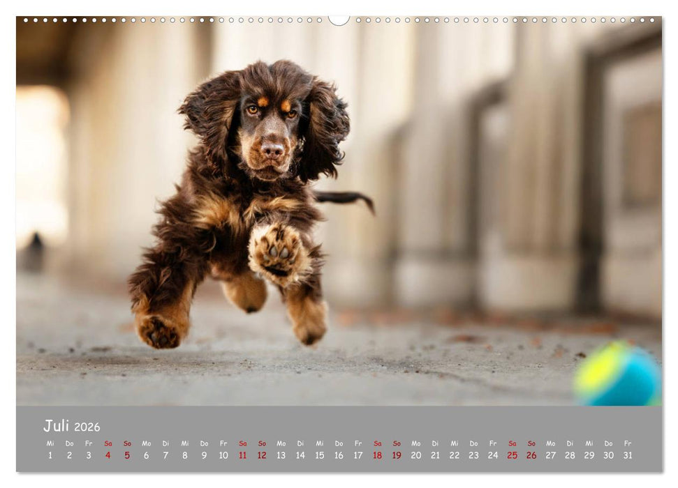 Elvis ein Engl. Cocker Spaniel wird Groß (CALVENDO Premium Wandkalender 2026)