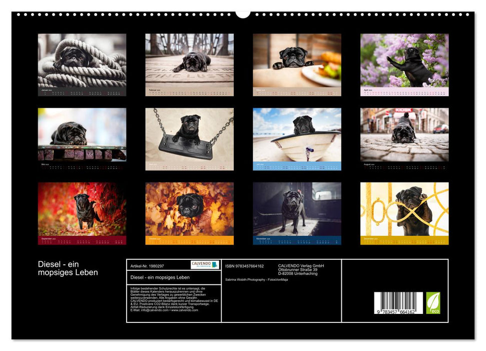 Diesel - ein mopsiges Leben (CALVENDO Premium Wandkalender 2026)