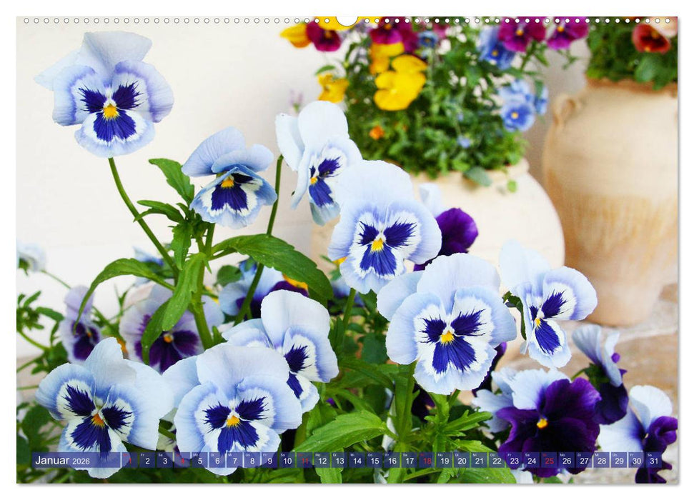 Stiefmütterchen Freundliche Gesichter (CALVENDO Premium Wandkalender 2026)