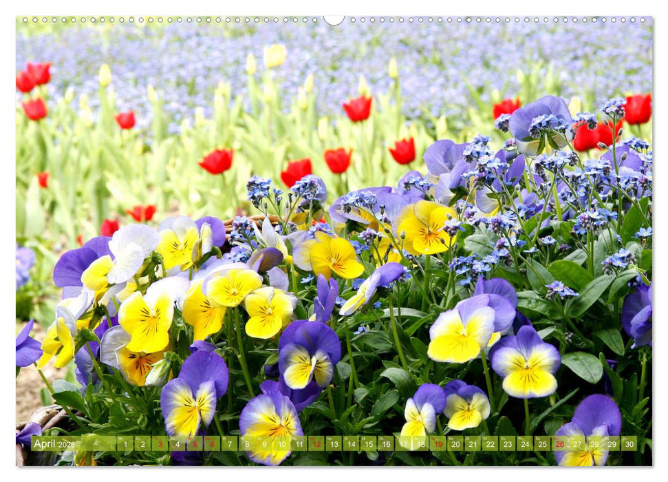 Stiefmütterchen Freundliche Gesichter (CALVENDO Premium Wandkalender 2026)