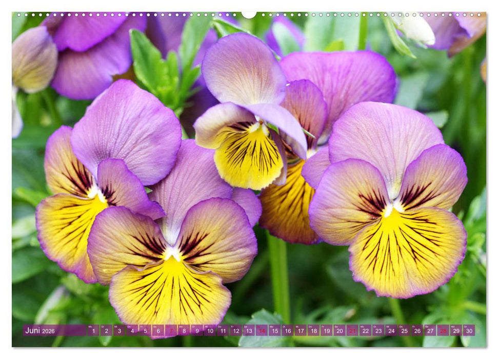 Stiefmütterchen Freundliche Gesichter (CALVENDO Premium Wandkalender 2026)