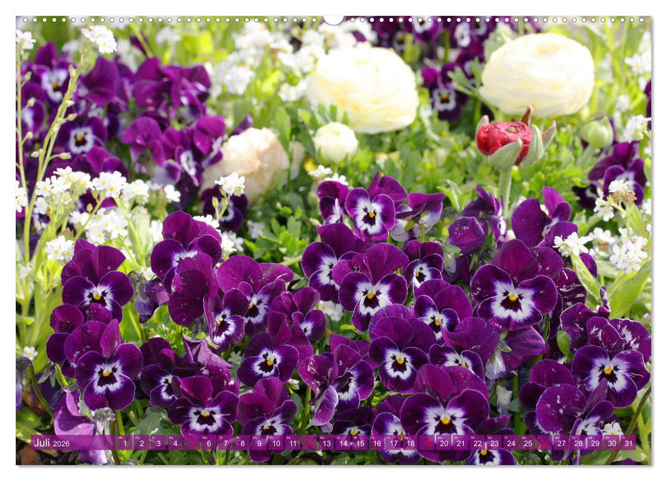 Stiefmütterchen Freundliche Gesichter (CALVENDO Premium Wandkalender 2026)