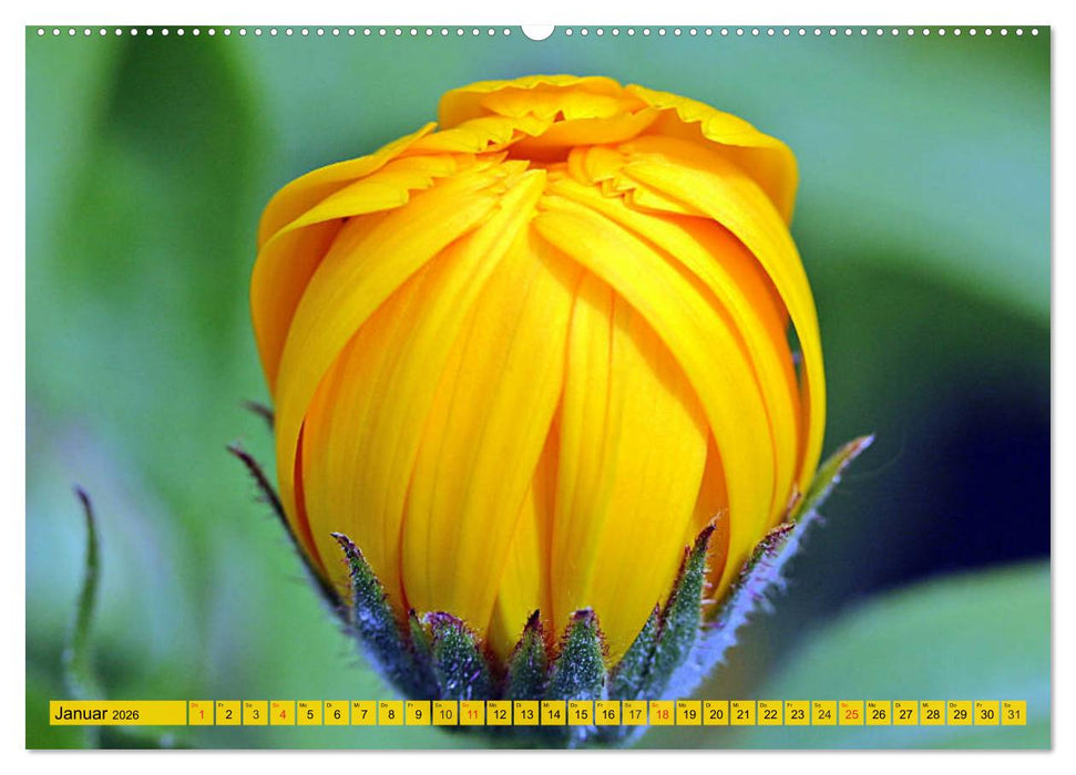 Die Ringelblume. Sonnengelbe, vielseitige Heilpflanze (CALVENDO Premium Wandkalender 2026)