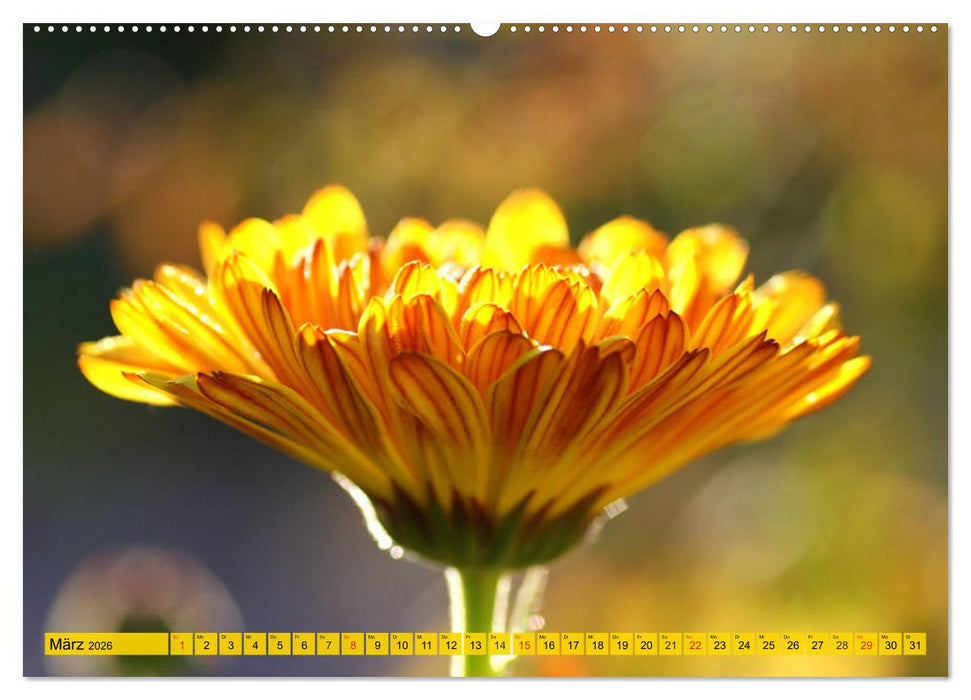 Die Ringelblume. Sonnengelbe, vielseitige Heilpflanze (CALVENDO Premium Wandkalender 2026)