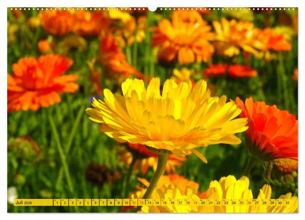 Die Ringelblume. Sonnengelbe, vielseitige Heilpflanze (CALVENDO Premium Wandkalender 2026)
