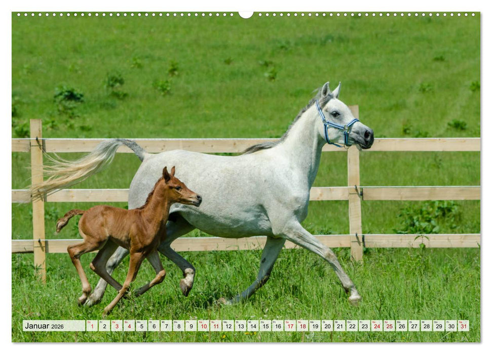 Edle Pferde - ausgelassen und unbeschwert (CALVENDO Premium Wandkalender 2026)