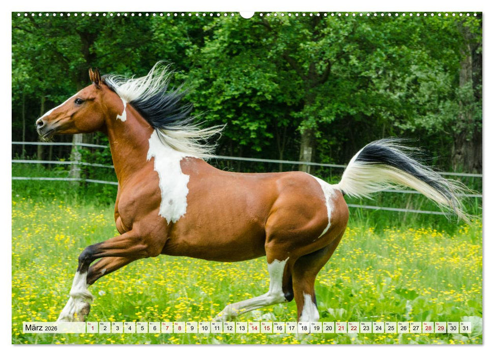 Edle Pferde - ausgelassen und unbeschwert (CALVENDO Premium Wandkalender 2026)