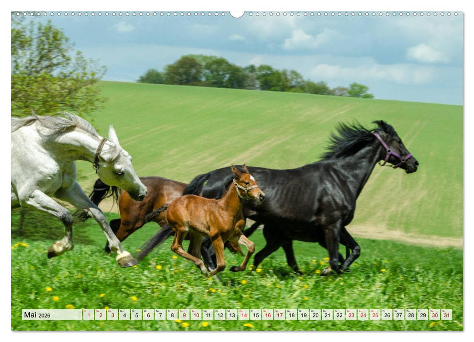 Edle Pferde - ausgelassen und unbeschwert (CALVENDO Premium Wandkalender 2026)