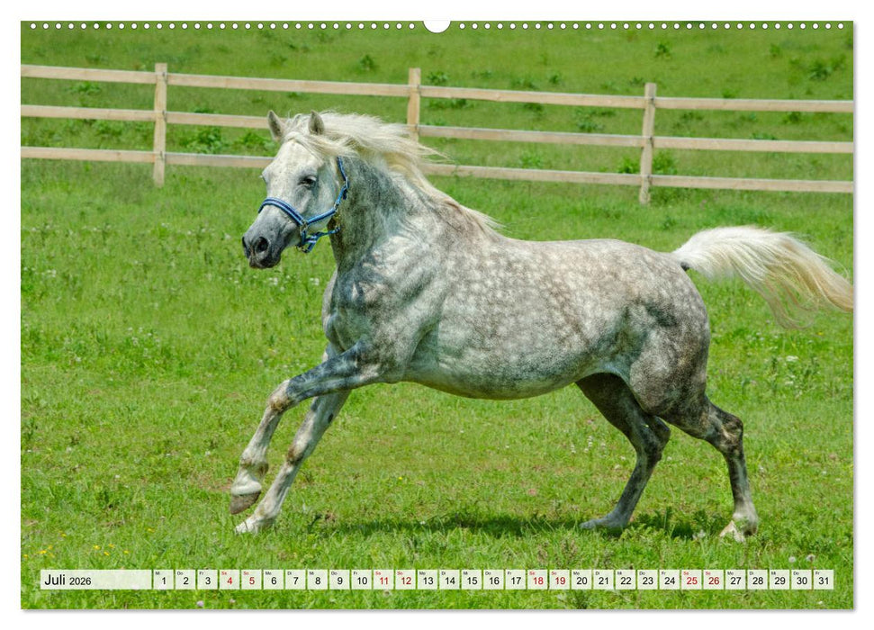 Edle Pferde - ausgelassen und unbeschwert (CALVENDO Premium Wandkalender 2026)