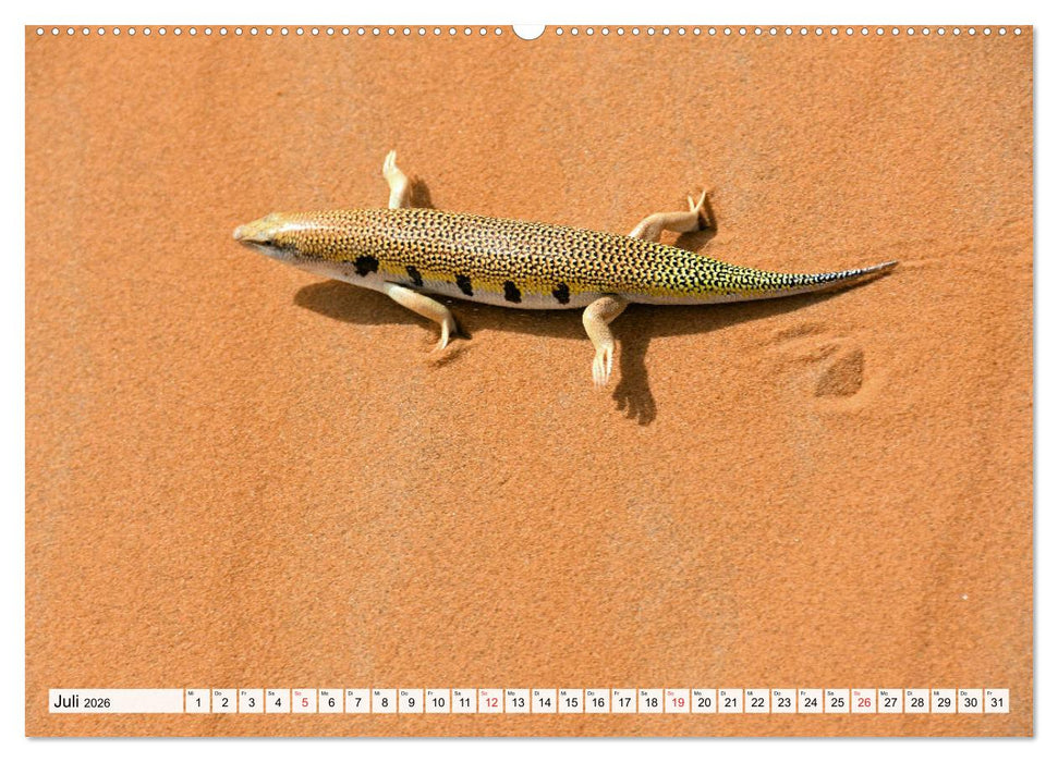 Die SAHARA in Marokko, Faszinierende Wüstenregionen (CALVENDO Premium Wandkalender 2026)