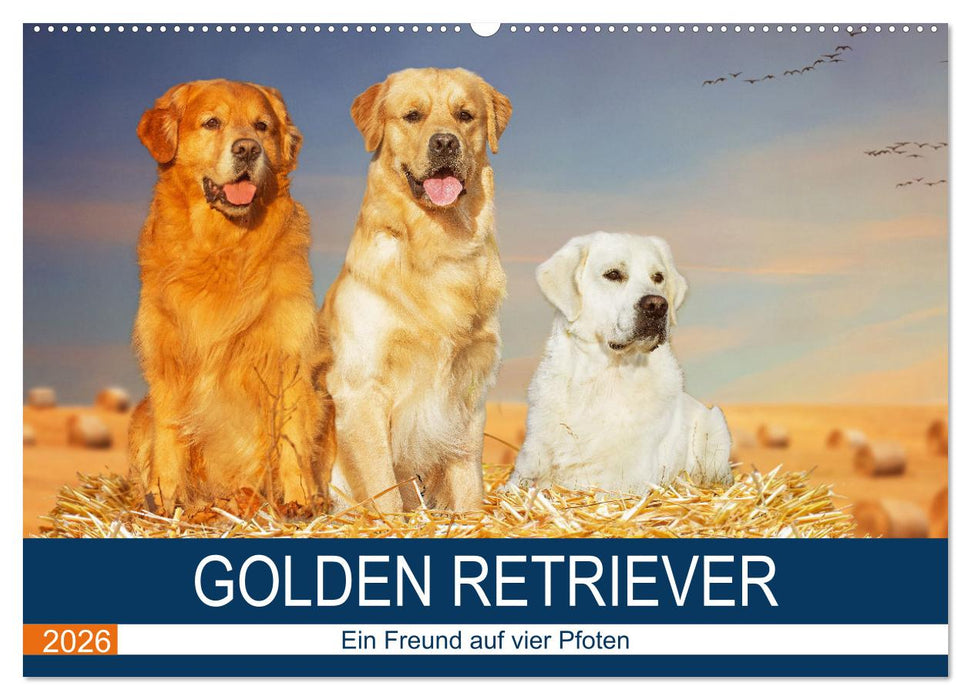 Golden Retriever - Ein Freund auf vier Pfoten (CALVENDO Wandkalender 2026)