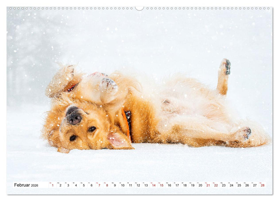 Golden Retriever - Ein Freund auf vier Pfoten (CALVENDO Wandkalender 2026)