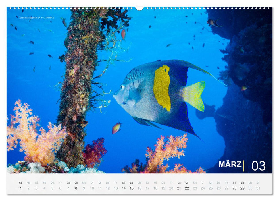 Die schönsten Korallenriffe zum Tauchen in Ägypten (CALVENDO Wandkalender 2026)