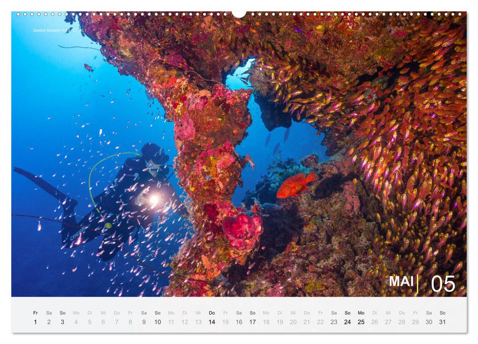 Die schönsten Korallenriffe zum Tauchen in Ägypten (CALVENDO Wandkalender 2026)
