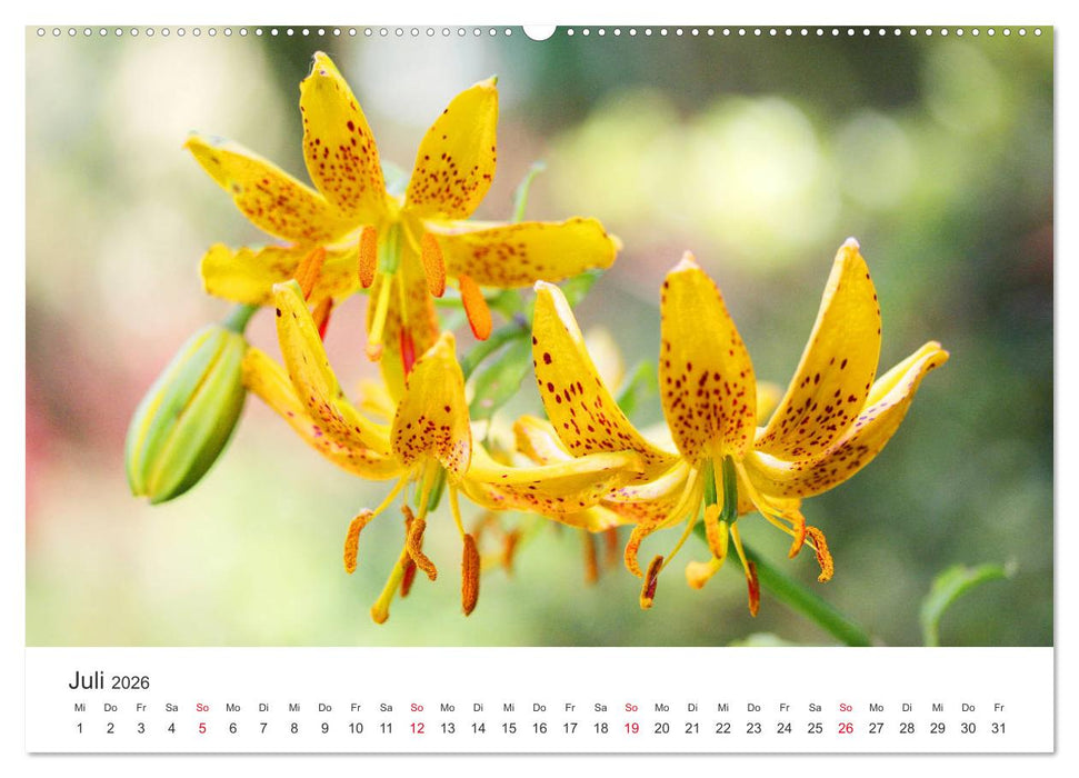 Feurige Lilien (CALVENDO Premium Wandkalender 2026)