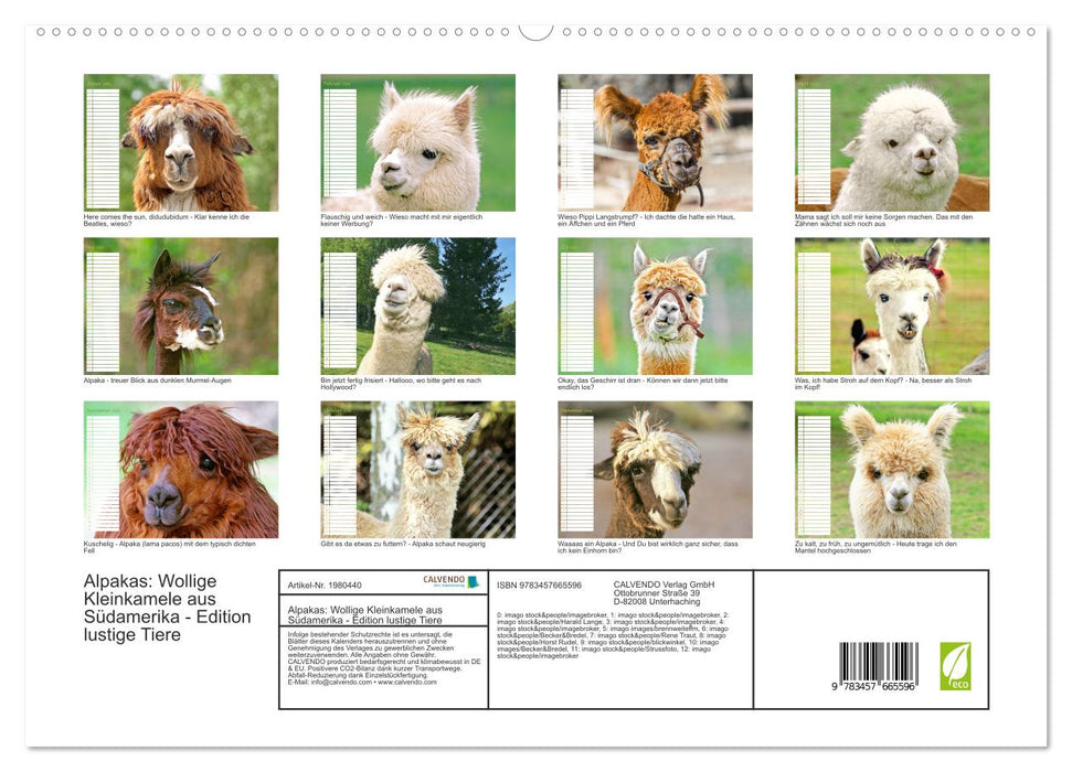 Alpakas: Wollige Kleinkamele aus Südamerika - Edition lustige Tiere (CALVENDO Premium Wandkalender 2026)
