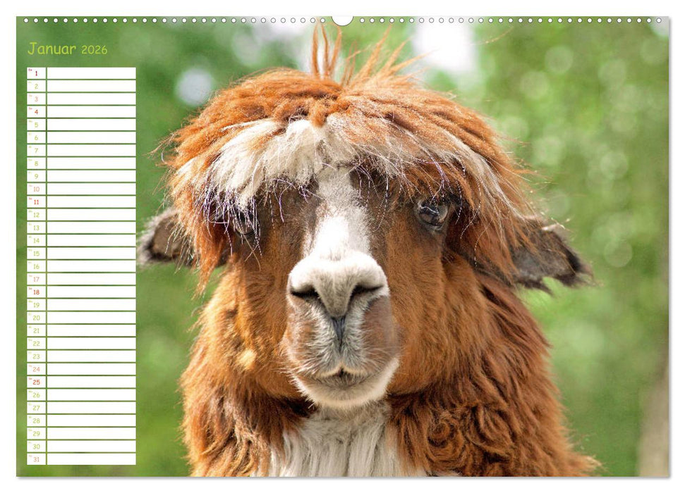 Alpakas: Wollige Kleinkamele aus Südamerika - Edition lustige Tiere (CALVENDO Premium Wandkalender 2026)