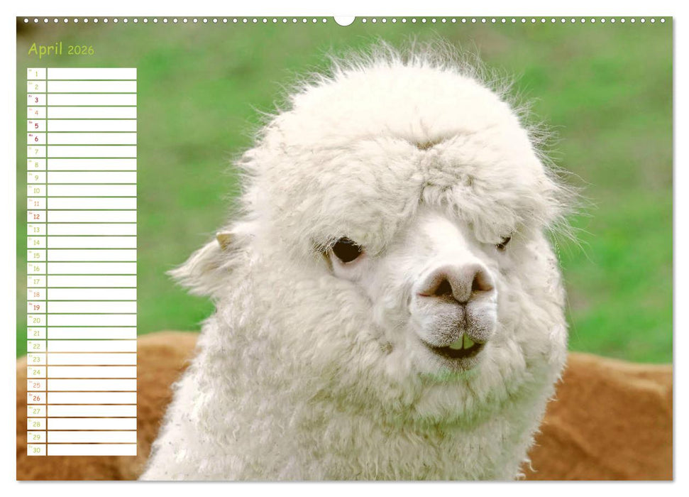 Alpakas: Wollige Kleinkamele aus Südamerika - Edition lustige Tiere (CALVENDO Premium Wandkalender 2026)