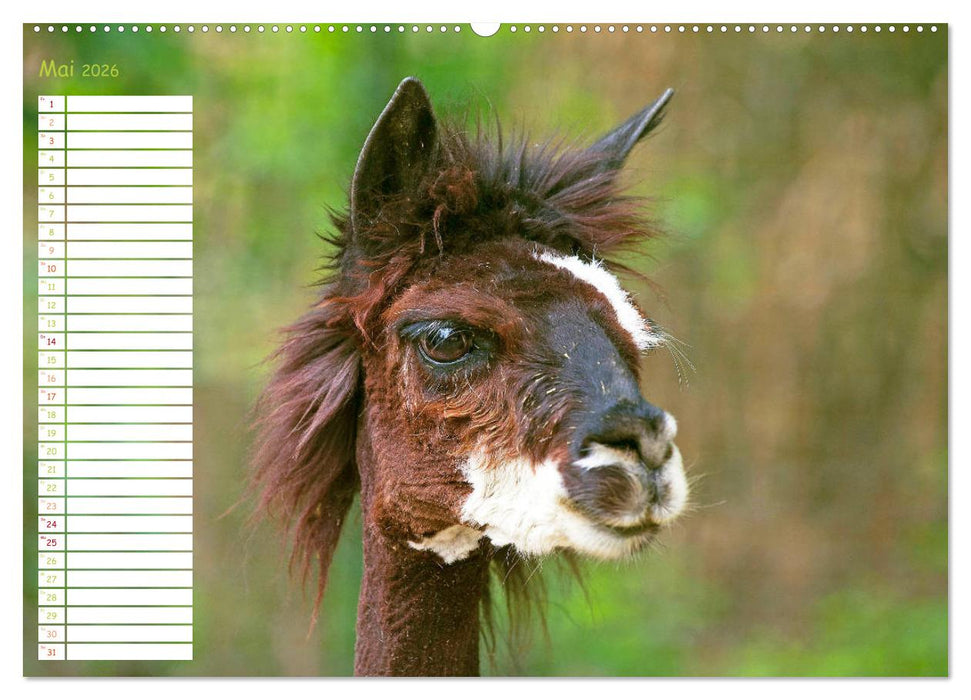 Alpakas: Wollige Kleinkamele aus Südamerika - Edition lustige Tiere (CALVENDO Premium Wandkalender 2026)