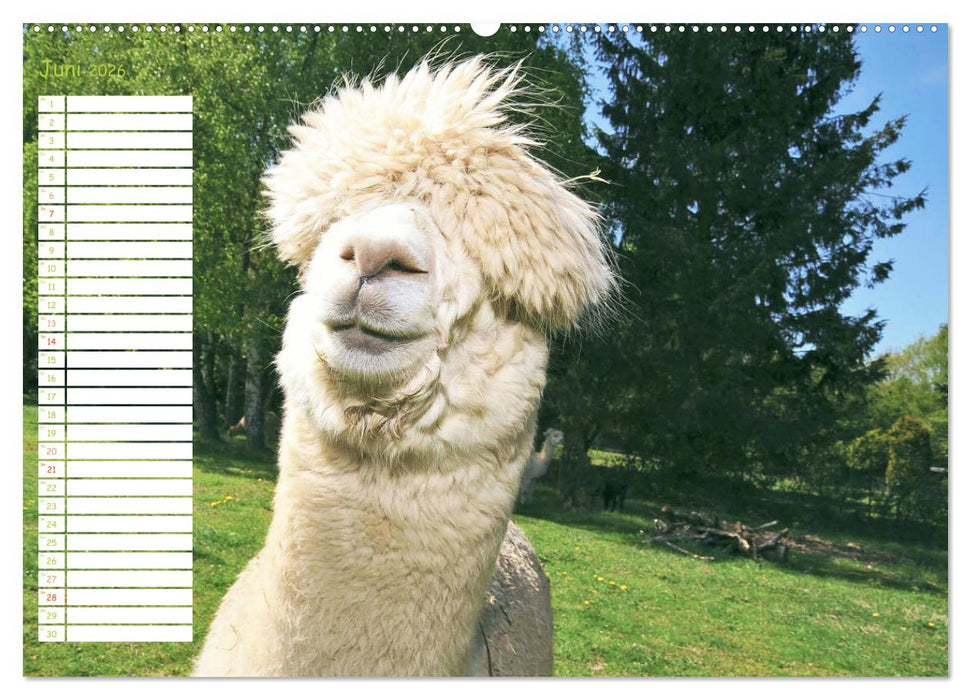 Alpakas: Wollige Kleinkamele aus Südamerika - Edition lustige Tiere (CALVENDO Premium Wandkalender 2026)