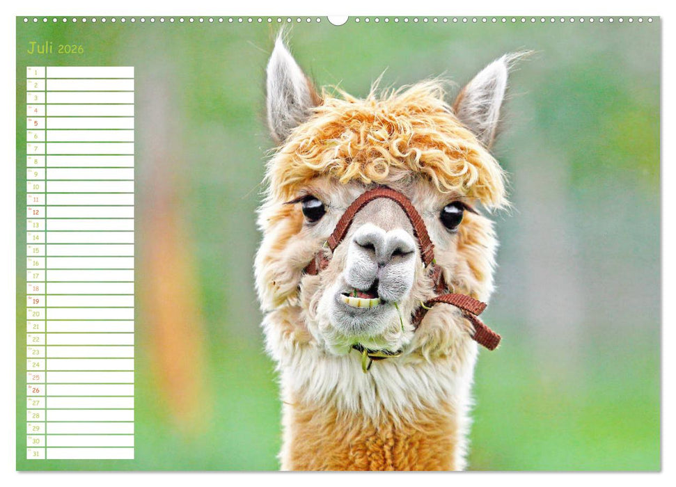 Alpakas: Wollige Kleinkamele aus Südamerika - Edition lustige Tiere (CALVENDO Premium Wandkalender 2026)