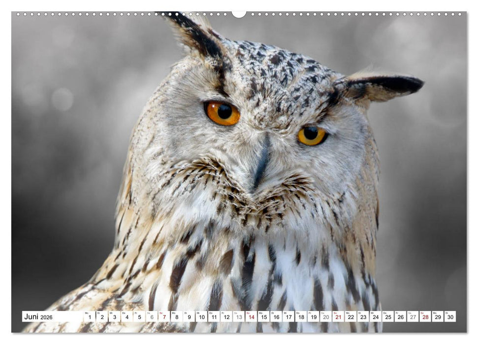 Erfolgreiche Jäger (CALVENDO Premium Wandkalender 2026)