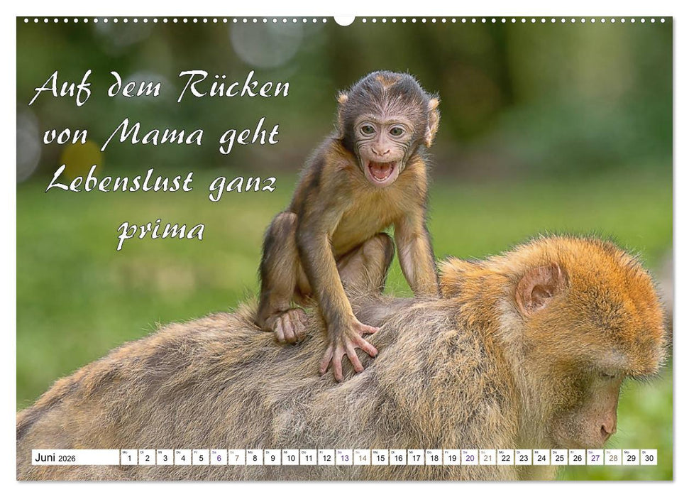 Tierbabies - Spruchkalender (CALVENDO Premium Wandkalender 2026)
