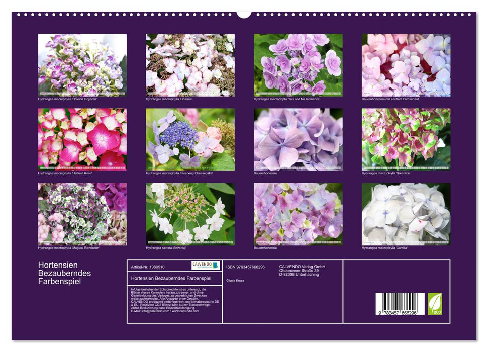 Hortensien Bezauberndes Farbenspiel (CALVENDO Premium Wandkalender 2026)